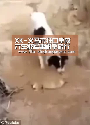 XK-义马市狂口学校六年级军事研学旅行活动掠影(图2)